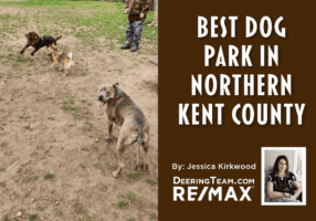 Dog Park blog cover
