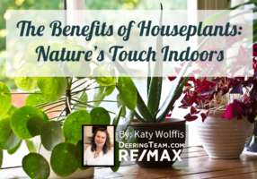 Houseplants blog cover