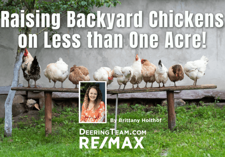 Raising Backyard Chickens